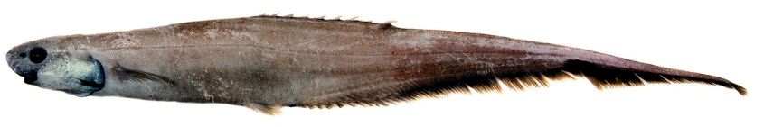 Notacanthus chemnitzii_03.jpg